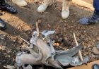 Nord - Kivu:  un  bombardement du M23 fait plusieurs blessés à Goma