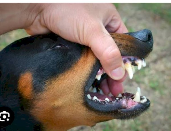 Lubumbashi : La prolifération de la rage canine inquiète la population