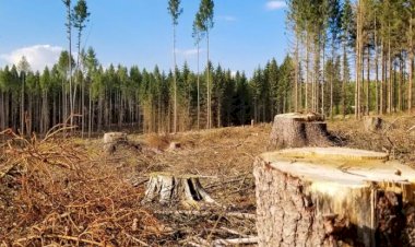 Environnement : Voici les causes et conséquences de la déforestation en RDC