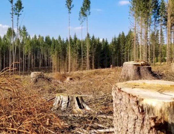 Environnement : Voici les causes et conséquences de la déforestation en RDC