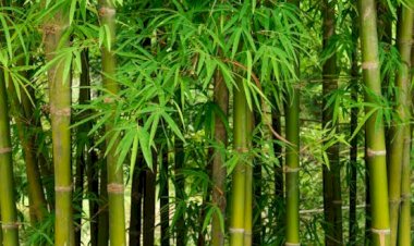 Les bambous : des alliés précieux pour l’environnement